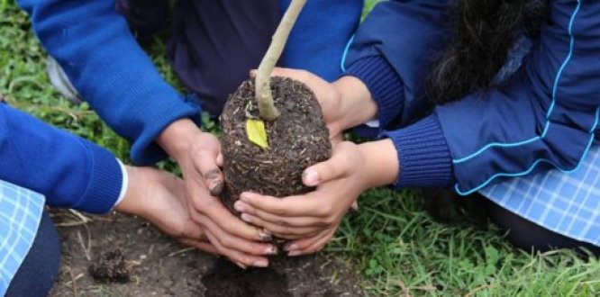 Usaquén restaura su estructura ecológica principal Usaquén restaura su estructura ecológica principal