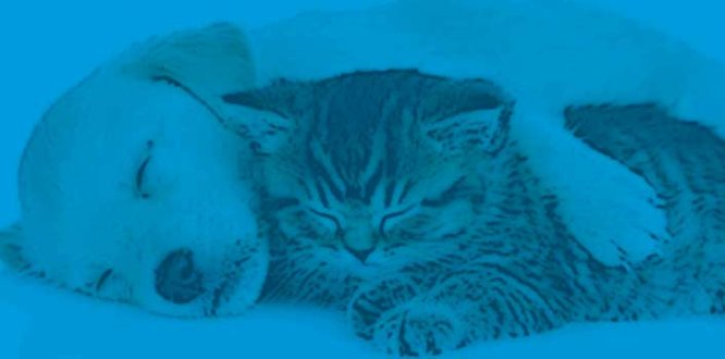 Esterilización de perros y gatos Esterilización de perros y gatos