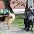 Consejo Local de Protección Animal 